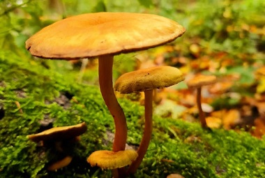 Sree Sankara College