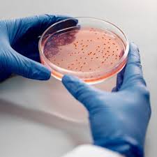 FYUGP B.Sc MICROBIOLOGY (HONOURS)